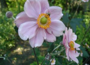 Anemone Hupehensis Flowers
