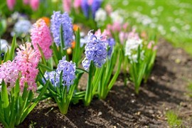 Hyacinter er både med deres duft, form og farve en nydelse - også om vinteren, hvor mange har hyacinter indenfor. Og med lidt omtanke kan man sagtens få mere glæde af de duftende løgplanter end blot én sæson.