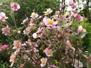 Sommeranemone (Anemone sylvestris)