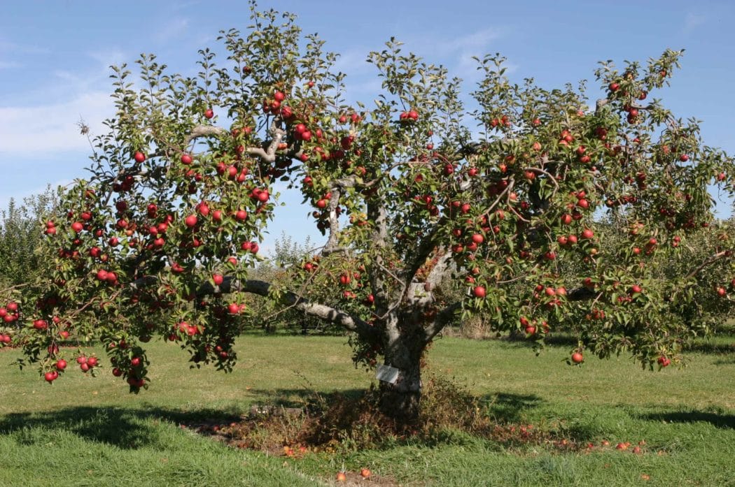 Æbletræ
